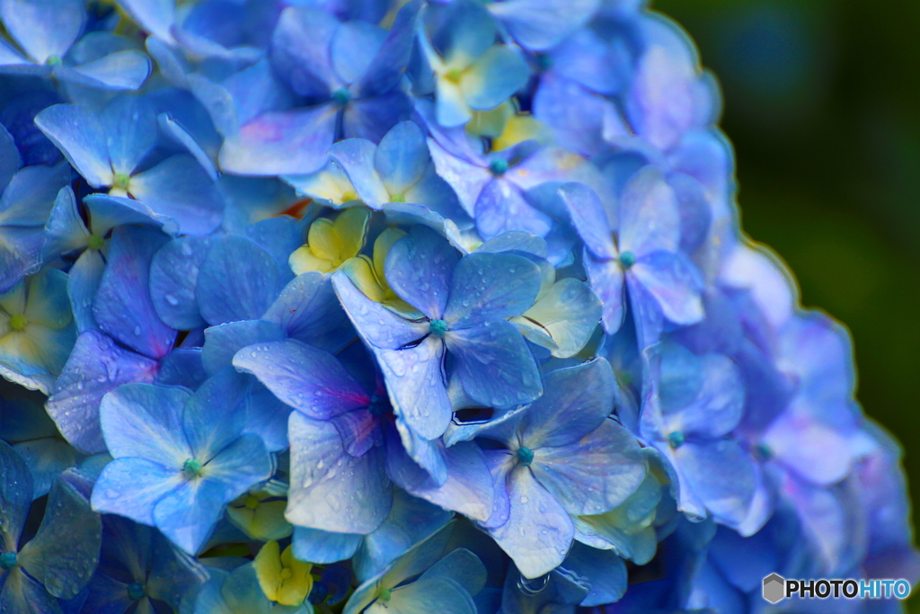 滴と紫陽花