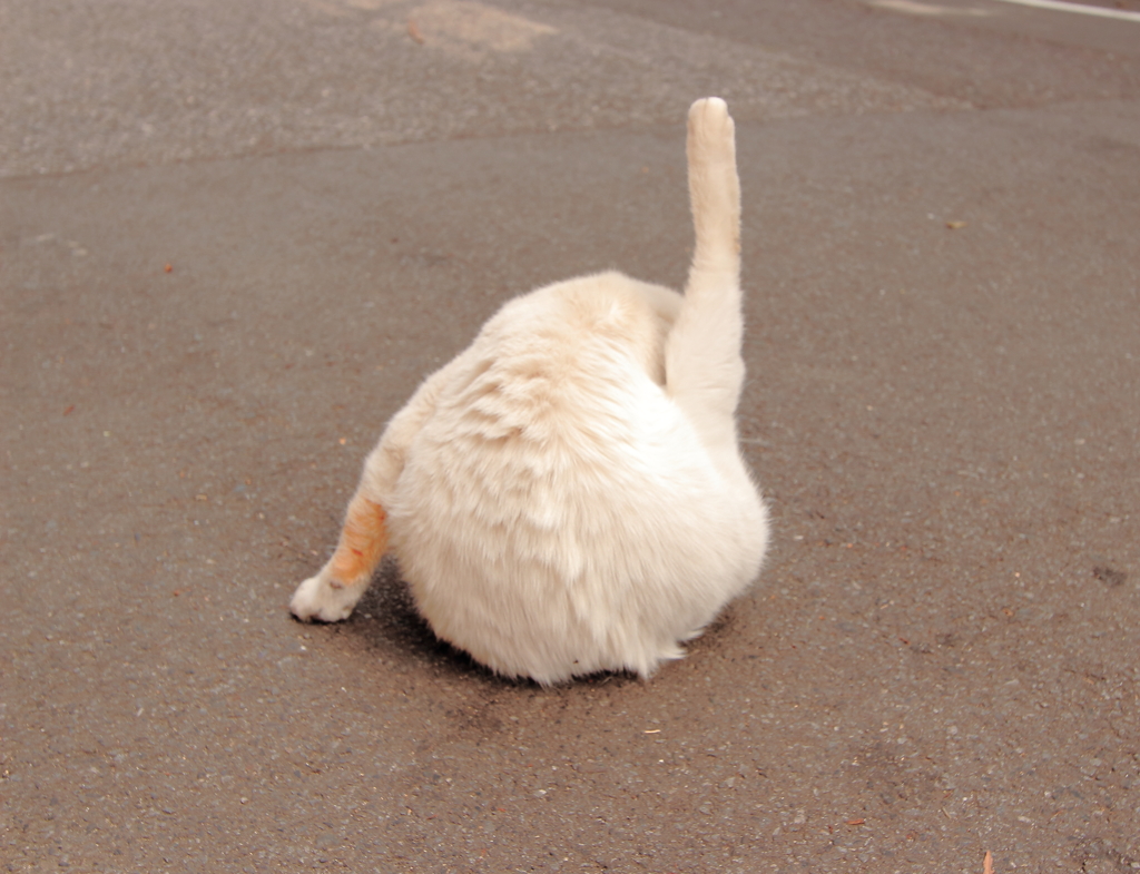 シンクロナイズド猫