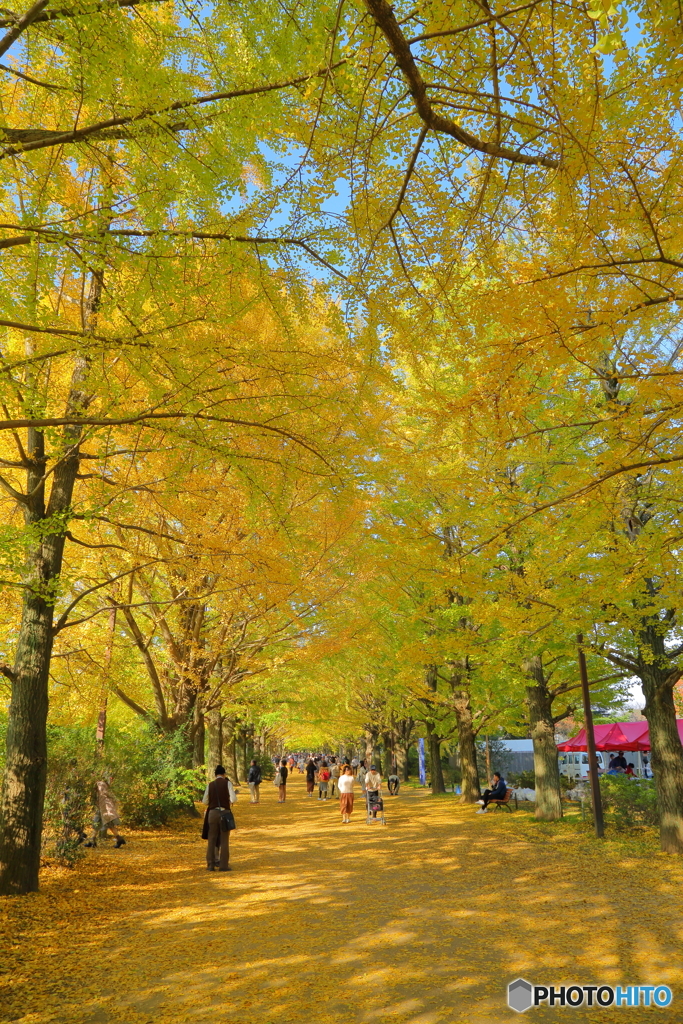 昭和記念公園といえば