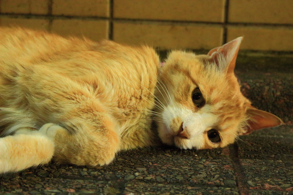 夢はグラビア巻頭を飾る