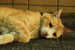 夢はグラビア巻頭を飾る