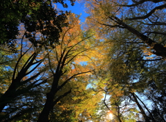 緑と黄が混じる空