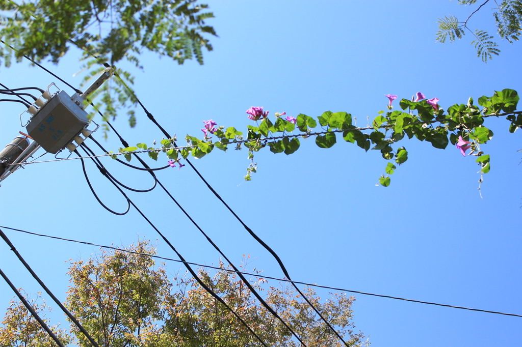 花が渡る空を見上げる