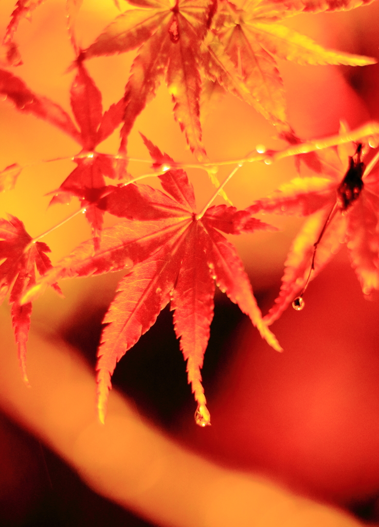 滴る雨粒と紅葉。