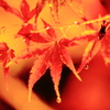 滴る雨粒と紅葉。