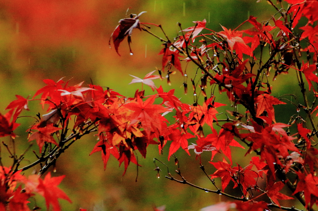 雨に打たれる紅葉。
