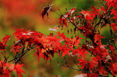 雨に打たれる紅葉。