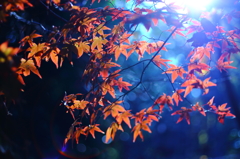 光、紅葉に降臨するのは神か