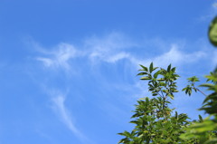 残暑の青