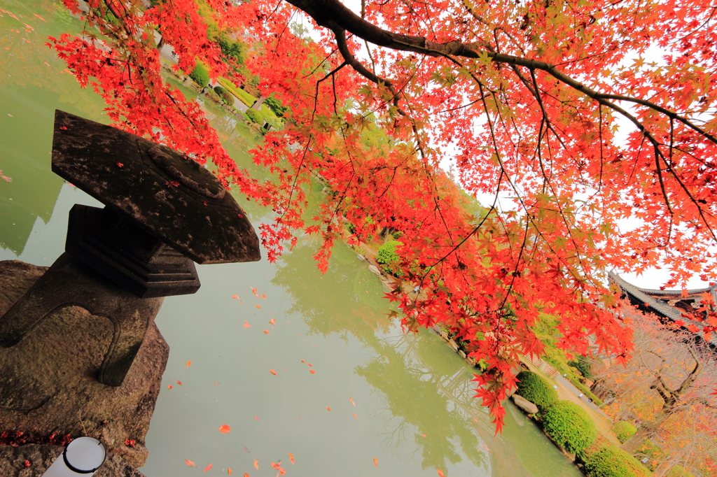 これぞ日本の紅葉風景。