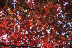 真っ赤な星の正体は紅葉だった