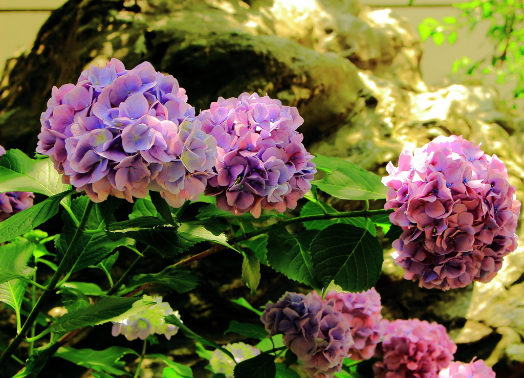 道を彩る紫陽花