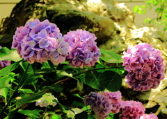 道を彩る紫陽花