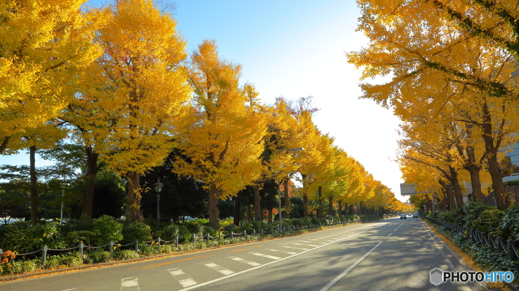 山下町の銀杏並木