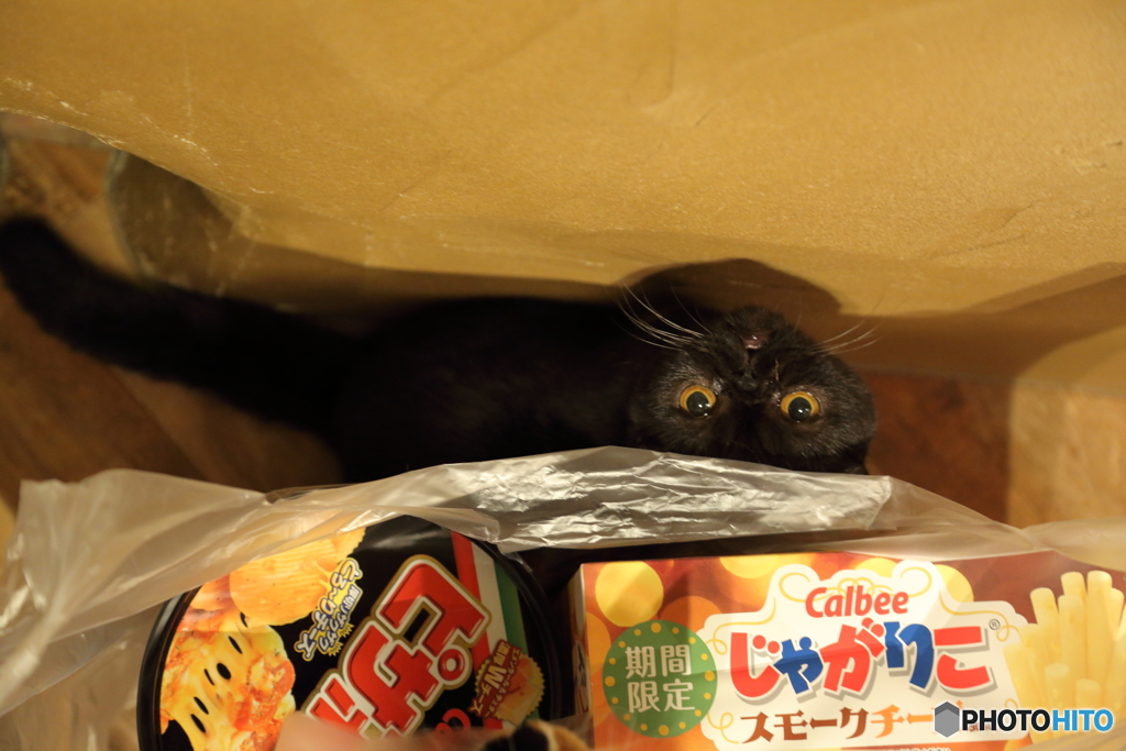 隙間から「こんにちは」