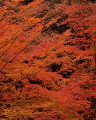天満紅葉