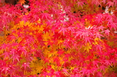 紅葉二色