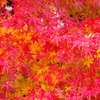 紅葉二色