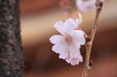 十月桜〜寒さに負けず