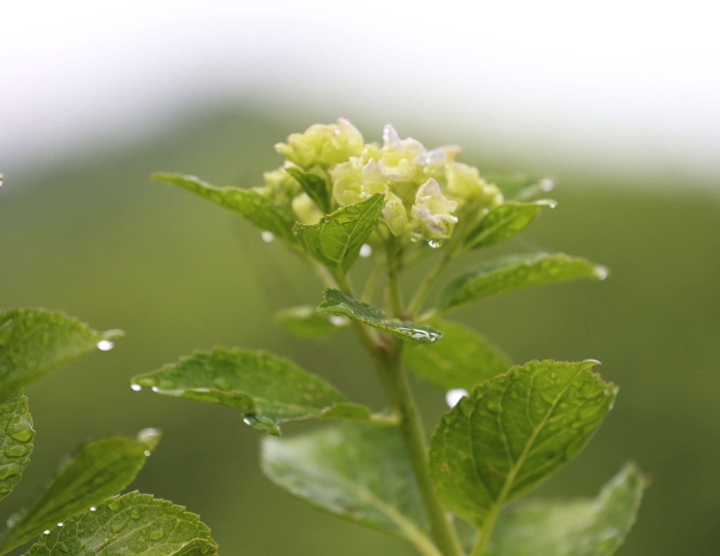 雨上がり