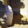チラッと。