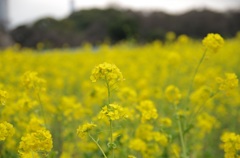 浜離宮恩賜の菜の花