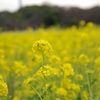 浜離宮恩賜の菜の花