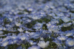 青のお花達。
