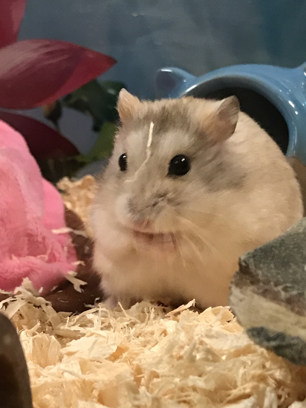 さんぽ。