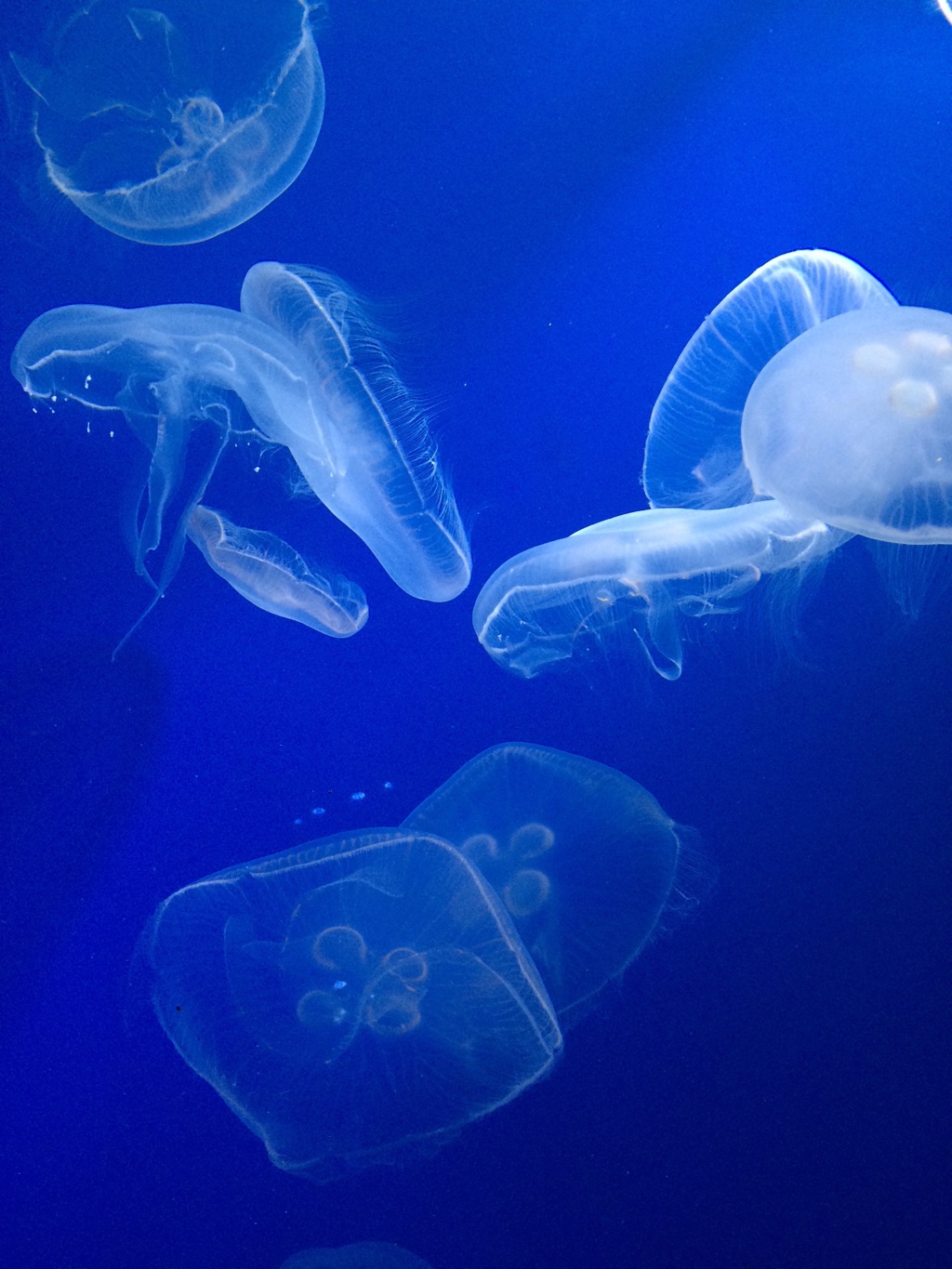 海月。