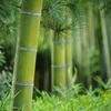 緑。緑。