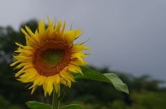 向日葵。
