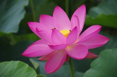 蓮の花。咲。