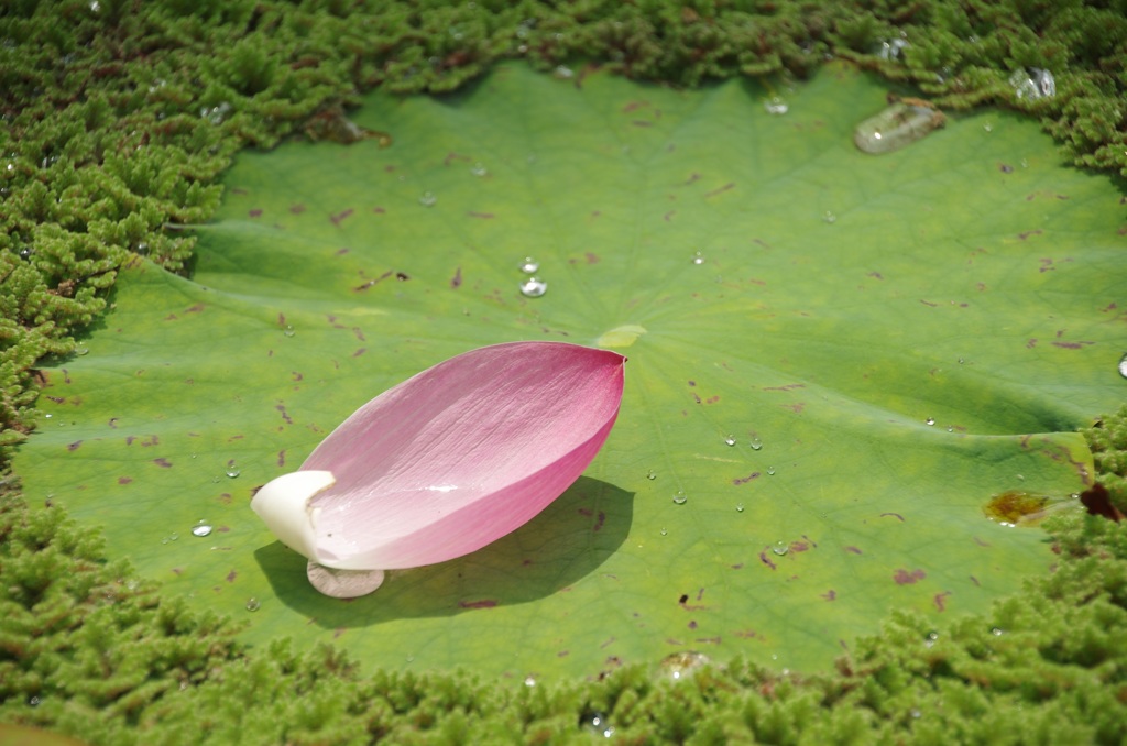 蓮の花。花びら。