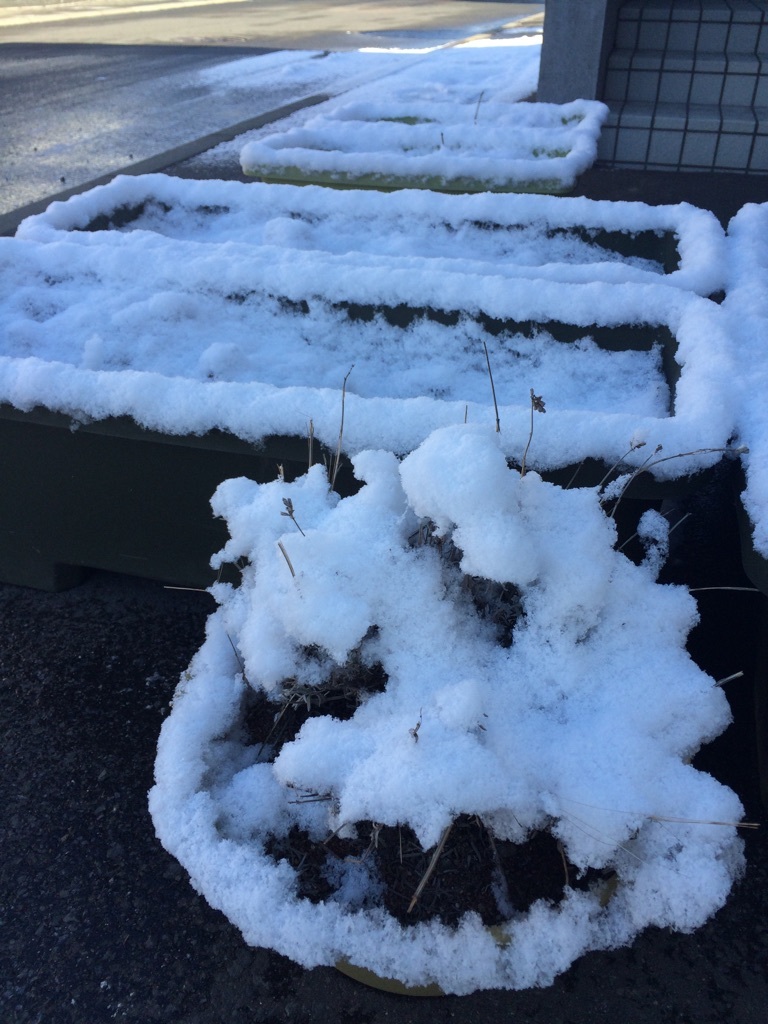 今朝も降雪