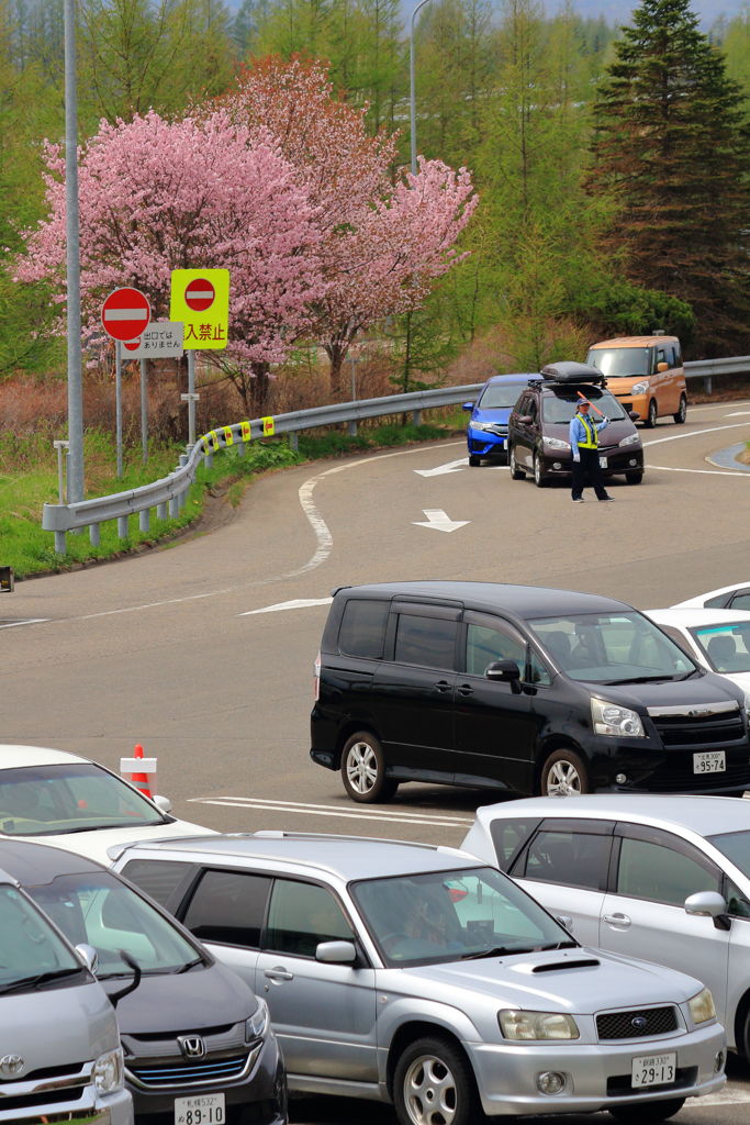 熊が走る高速道路