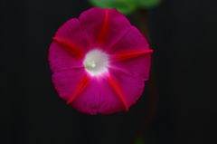 自宅で出会う幸せ