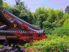 初夏の鈴虫寺