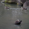 IMGP0878