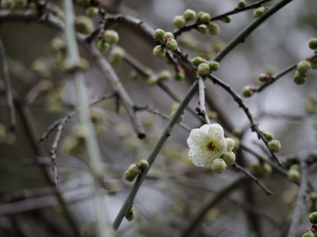 IMGP0547