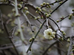 IMGP0547