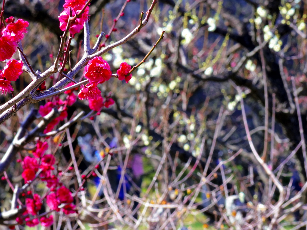 IMGP0297