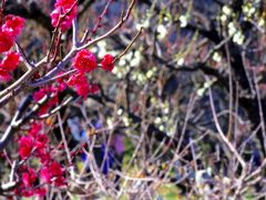IMGP0297