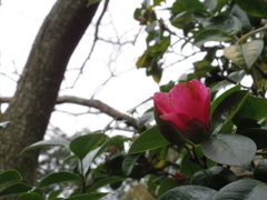 IMGP0572
