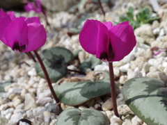 IMGP0449