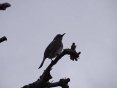 IMGP1186
