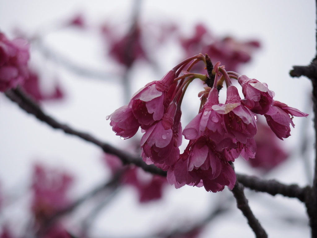 濡れ桜