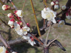 IMGP0284