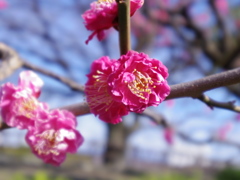 IMGP0255