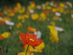 IMGP1474